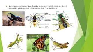  Nos representantes da classe Insecta, as peças bucais são externas, isto é,
não são abrigadas em uma depressão da superfície da cabeça.
 