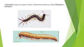 • Myriapoda: grupo com quatro classes. Analisaremos apenas as classes Diplopoda e
Chilopoda.
 