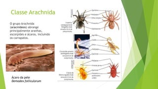 Classe Arachnida
O grupo Arachnida
(aracnídeos) abrange
principalmente aranhas,
escorpiões e ácaros, incluindo
os carrapatos.
Ácaro da pele
Demodex folliculorum
 