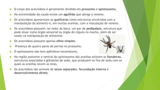  O corpo dos aracnídeos é geralmente dividido em prossomo e opistossomo.
 Na extremidade da cauda existe um aguilhão que abriga o veneno.
 Os aracnídeos apresentam as quelíceras como estruturas envolvidas com a
manipulação do alimento e, em muitas aranhas, com a inoculação de veneno.
 Os aracnídeos possuem, ao redor da boca, um par de pedipalpos, estrutura que
pode atuar como órgão sensorial ou órgão de cópula no macho, além de ser
usado na manipulação de alimentos.
 Os aracnídeos possuem apenas olhos simples.
 Presença de quatro pares de pernas no prossomo.
 O opistossomo não tem apêndices locomotores.
 Na região posterior e ventral do opistossomo das aranhas existem as fiandeiras,
estruturas associadas a glândulas de seda, que produzem os fios de seda com os
quais as aranhas tecem as teias.
 Os aracnídeos são animais de sexos separados, fecundação interna e
desenvolvimento direto.
 