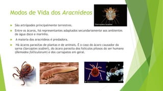 Modos de Vida dos Aracnídeos
 São artrópodes principalmente terrestres.
 Entre os ácaros, há representantes adaptados secundariamente aos ambientes
de água doce e marinho.
 A maioria dos aracnídeos é predadora.
 Há ácaros parasitas de plantas e de animais. É o caso do ácaro causador da
sarna (Sarcoptes scabiei), do ácaro parasita dos folículos pilosos do ser humano
(Demodex folliculorum) e dos carrapatos em geral.
 