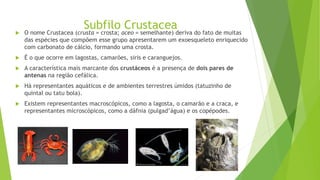Subfilo Crustacea O nome Crustacea (crusta = crosta; aceo = semelhante) deriva do fato de muitas
das espécies que compõem esse grupo apresentarem um exoesqueleto enriquecido
com carbonato de cálcio, formando uma crosta.
 É o que ocorre em lagostas, camarões, siris e caranguejos.
 A característica mais marcante dos crustáceos é a presença de dois pares de
antenas na região cefálica.
 Há representantes aquáticos e de ambientes terrestres úmidos (tatuzinho de
quintal ou tatu bola).
 Existem representantes macroscópicos, como a lagosta, o camarão e a craca, e
representantes microscópicos, como a dáfnia (pulgad’água) e os copépodes.
 