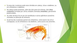  O corpo dos crustáceos pode estar dividido em cabeça, tórax e abdômen, ou
em cefalotórax e abdômen.
 Na cabeça estão presentes, além dos dois pares de antenas, dois olhos
compostos formados por várias unidades chamadas omatídeos, geralmente
pedunculados.
 Ao redor da boca há um par de mandíbulas e outros apêndices acessórios
utilizados na obtenção de alimento.
 As pernas dos crustáceos partem do cefalotórax, como ocorre nos siris e
caranguejos, ou do cefalotórax e do abdômen, como ocorre nos camarões.
 