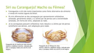 Siri ou Caranguejo? Macho ou Fêmea?
 Caranguejos e siris são muito importantes como fonte alternativa de alimento
e renda em muitos lugares do Brasil.
 Os siris diferenciam-se dos caranguejos por apresentarem cefalotórax
achatado, geralmente amplo, e o último par de pernas com a extremidade
achatada, em forma de remo, adaptado ao nado.
 Já os caranguejos possuem cefalotórax mais robusto e o último par de pernas
semelhante aos demais, sem adaptação para nadar.
Fotografia de siri macho em vista ventral:
observe o abdômen estreito, indicado pela
seta. A carapaça mede cerca de 8 cm de
largura.
Fotografia de siri fêmea em vista
ventral: observe o abdômen amplo, indicado pela
seta. A carapaça mede cerca de 8 cm de largura.
 