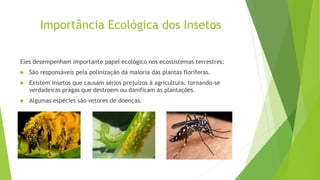 Importância Ecológica dos Insetos
Eles desempenham importante papel ecológico nos ecossistemas terrestres:
 São responsáveis pela polinização da maioria das plantas floríferas.
 Existem insetos que causam sérios prejuízos à agricultura, tornando-se
verdadeiras pragas que destroem ou danificam as plantações.
 Algumas espécies são vetores de doenças.
 