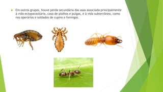  Em outros grupos, houve perda secundária das asas associada principalmente
à vida ectoparasitária, caso de piolhos e pulgas, e à vida subterrânea, como
nos operários e soldados de cupins e formigas.
 