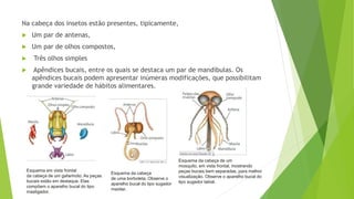 Na cabeça dos insetos estão presentes, tipicamente,
 Um par de antenas,
 Um par de olhos compostos,
 Três olhos simples
 Apêndices bucais, entre os quais se destaca um par de mandíbulas. Os
apêndices bucais podem apresentar inúmeras modificações, que possibilitam
grande variedade de hábitos alimentares.
Esquema em vista frontal
da cabeça de um gafanhoto. As peças
bucais estão em destaque. Elas
compõem o aparelho bucal do tipo
mastigador.
Esquema da cabeça
de uma borboleta. Observe o
aparelho bucal do tipo sugador
maxilar.
Esquema da cabeça de um
mosquito, em vista frontal, mostrando
peças bucais bem separadas, para melhor
visualização. Observe o aparelho bucal do
tipo sugador labial.
 