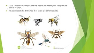  Outra característica importante dos insetos é a presença de três pares de
pernas no tórax.
 Nas espécies aladas de insetos, é do tórax que partem as asas.
 