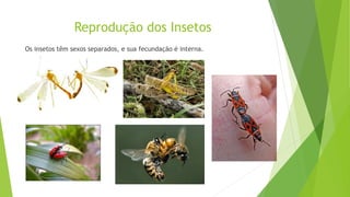 Reprodução dos Insetos
Os insetos têm sexos separados, e sua fecundação é interna.
 