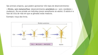 São animais ovíparos, que podem apresentar três tipos de desenvolvimento:
• Direto, sem metamorfose: desenvolvimento ametábolo (a = sem; metábolo =
mudança). Do ovo eclode um indivíduo jovem semelhante ao adulto. O adulto é a
fase do ciclo de vida em que as gônadas estão maduras.
Exemplo: traça dos livros.
 