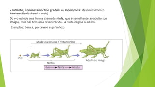 • Indireto, com metamorfose gradual ou incompleta: desenvolvimento
hemimetábolo (hemi = meio).
Do ovo eclode uma forma chamada ninfa, que é semelhante ao adulto (ou
imago), mas não tem asas desenvolvidas. A ninfa origina o adulto.
Exemplos: barata, percevejo e gafanhoto.
 