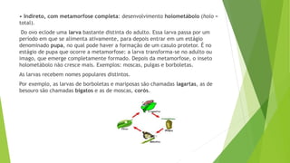 • Indireto, com metamorfose completa: desenvolvimento holometábolo (holo =
total).
Do ovo eclode uma larva bastante distinta do adulto. Essa larva passa por um
período em que se alimenta ativamente, para depois entrar em um estágio
denominado pupa, no qual pode haver a formação de um casulo protetor. É no
estágio de pupa que ocorre a metamorfose: a larva transforma-se no adulto ou
imago, que emerge completamente formado. Depois da metamorfose, o inseto
holometábolo não cresce mais. Exemplos: moscas, pulgas e borboletas.
As larvas recebem nomes populares distintos.
Por exemplo, as larvas de borboletas e mariposas são chamadas lagartas, as de
besouro são chamadas bigatos e as de moscas, corós.
 