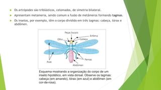  Os artrópodes são triblásticos, celomados, de simetria bilateral.
 Apresentam metameria, sendo comum a fusão de metâmeros formando tagmas.
 Os insetos, por exemplo, têm o corpo dividido em três tagmas: cabeça, tórax e
abdômen.
Esquema mostrando a organização do corpo de um
inseto hipotético, em vista dorsal. Observe os tagmas:
cabeça (em amarelo), tórax (em azul) e abdômen (em
cor-de-rosa).
 