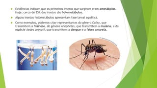  Evidências indicam que os primeiros insetos que surgiram eram ametábolos.
Hoje, cerca de 85% dos insetos são holometábolos.
 Alguns insetos holometábolos apresentam fase larval aquática.
 Como exemplos, podemos citar representantes do gênero Culex, que
transmitem a filariose, do gênero Anopheles, que transmitem a malária, e da
espécie Aedes aegypti, que transmitem a dengue e a febre amarela.
 