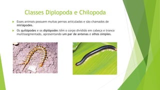 Classes Diplopoda e Chilopoda
 Esses animais possuem muitas pernas articuladas e são chamados de
miriápodes.
 Os quilópodes e os diplópodes têm o corpo dividido em cabeça e tronco
multissegmentado, apresentando um par de antenas e olhos simples.
 