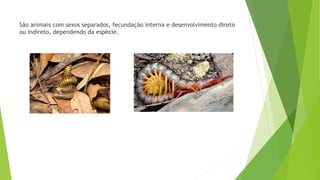 São animais com sexos separados, fecundação interna e desenvolvimento direto
ou indireto, dependendo da espécie.
 
