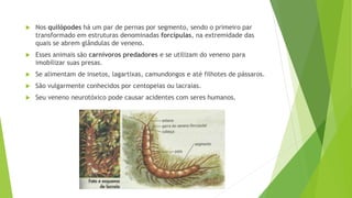  Nos quilópodes há um par de pernas por segmento, sendo o primeiro par
transformado em estruturas denominadas forcípulas, na extremidade das
quais se abrem glândulas de veneno.
 Esses animais são carnívoros predadores e se utilizam do veneno para
imobilizar suas presas.
 Se alimentam de insetos, lagartixas, camundongos e até filhotes de pássaros.
 São vulgarmente conhecidos por centopeias ou lacraias.
 Seu veneno neurotóxico pode causar acidentes com seres humanos.
 