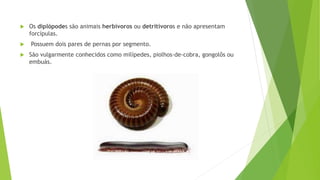  Os diplópodes são animais herbívoros ou detritívoros e não apresentam
forcípulas.
 Possuem dois pares de pernas por segmento.
 São vulgarmente conhecidos como milípedes, piolhos-de-cobra, gongolôs ou
embuás.
 