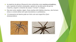  As espécies do gênero Phoneutria são conhecidas como aranhas-armadeiras,
pois, quando se sentem ameaçadas, apoiam-se nos dois pares de pernas
traseiras, erguem o restante do corpo e “armam” o ataque.
 Elas são muito rápidas e ágeis. Essas aranhas têm hábitos noturnos, não formam
teias e o veneno delas tem ação neurotóxica e cardiotóxica.
 O tratamento do doente pode ser feito com soro específico (Soro
Antiaracnídico).
 