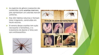  As espécies do gênero Loxosceles são
conhecidas como aranhas-marrons,
pois apresentam um colorido marrom
uniforme.
 Elas têm hábitos noturnos e formam
teias irregulares, construídas em
locais escuros.
 O veneno dessas aranhas tem ação
necrosante e hemolítica, e o
tratamento do doente é feito com
soro antiloxoscélico.
 