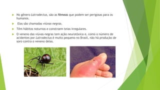  No gênero Latrodectus, são as fêmeas que podem ser perigosas para os
humanos.
 Elas são chamadas viúvas-negras.
 Têm hábitos noturnos e constroem teias irregulares.
 O veneno das viúvas-negras tem ação neurotóxica e, como o número de
acidentes por Latrodectus é muito pequeno no Brasil, não há produção de
soro contra o veneno delas.
 