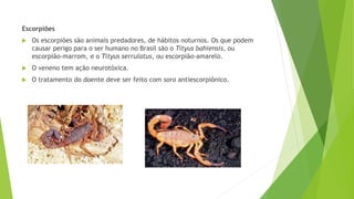 Escorpiões
 Os escorpiões são animais predadores, de hábitos noturnos. Os que podem
causar perigo para o ser humano no Brasil são o Tityus bahiensis, ou
escorpião-marrom, e o Tityus serrulatus, ou escorpião-amarelo.
 O veneno tem ação neurotóxica.
 O tratamento do doente deve ser feito com soro antiescorpiônico.
 