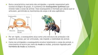  Outra característica marcante dos artrópodes, e grande responsável pelo
sucesso ecológico do grupo, é a presença de exoesqueleto quitinoso que
reveste todo o corpo do animal. Esse exoesqueleto é formado por placas que se
articulam, permitindo os movimentos do corpo e de seus apêndices.
 Por ser rígido, o exoesqueleto atua como uma estrutura de proteção e de
suporte do corpo; por ser articulado, não impede a mobilidade do animal.
 Como nos artrópodes o exoesqueleto envolve totalmente o corpo do animal, o
crescimento só ocorre por meio da muda ou ecdise, processo regulado pelo
hormônio da muda ou ecdisona.
 