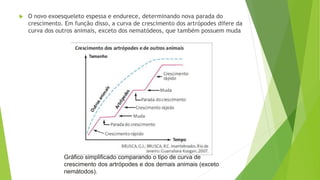  O novo exoesqueleto espessa e endurece, determinando nova parada do
crescimento. Em função disso, a curva de crescimento dos artrópodes difere da
curva dos outros animais, exceto dos nematódeos, que também possuem muda
Gráfico simplificado comparando o tipo de curva de
crescimento dos artrópodes e dos demais animais (exceto
nemátodos).
 