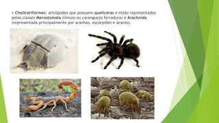 • Cheliceriformes: artrópodes que possuem quelíceras e estão representados
pelas classes Merostomata (límulo ou caranguejo ferradura) e Arachnida
(representada principalmente por aranhas, escorpiões e ácaros).
 