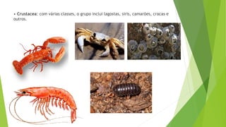 • Crustacea: com várias classes, o grupo inclui lagostas, siris, camarões, cracas e
outros.
 