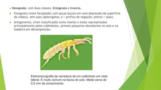 • Hexapoda: com duas classes, Entognata e Insecta.
 Entognata reúne hexápodes com peças bucais em uma depressão da superfície
da cabeça, sem asas (apterigotos; a = prefixo de negação; pteros = asas);
 Antigamente, eram classificados como insetos e estão representados
principalmente pelos colêmbolos, animais pequenos abundantes no solo e na
madeira em decomposição.
Eletromicrografia de varredura de um colêmbolo em vista
lateral. É muito comum na fauna do solo. Mede cerca de
0,5 mm de comprimento.
 
