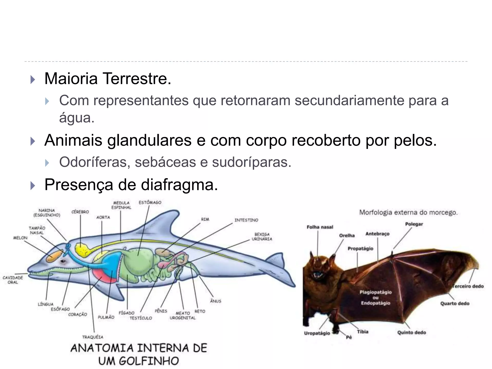  Maioria Terrestre.
Com representantes que retornaram secundariamente para a
água.
Animais glandulares e com corpo recoberto por pelos.
Odoríferas, sebáceas e sudoríparas.
Presença de diafragma.