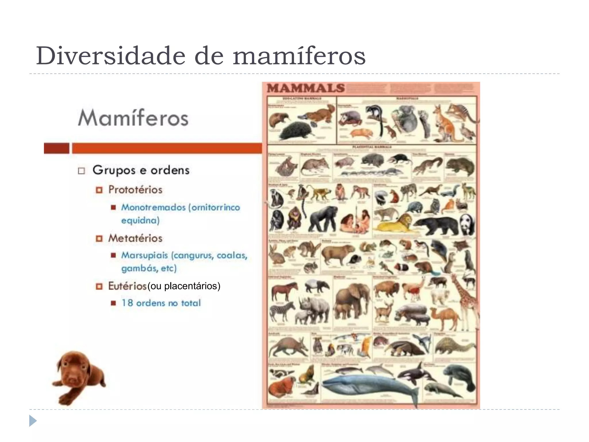 Diversidade de mamíferos
(ou placentários)