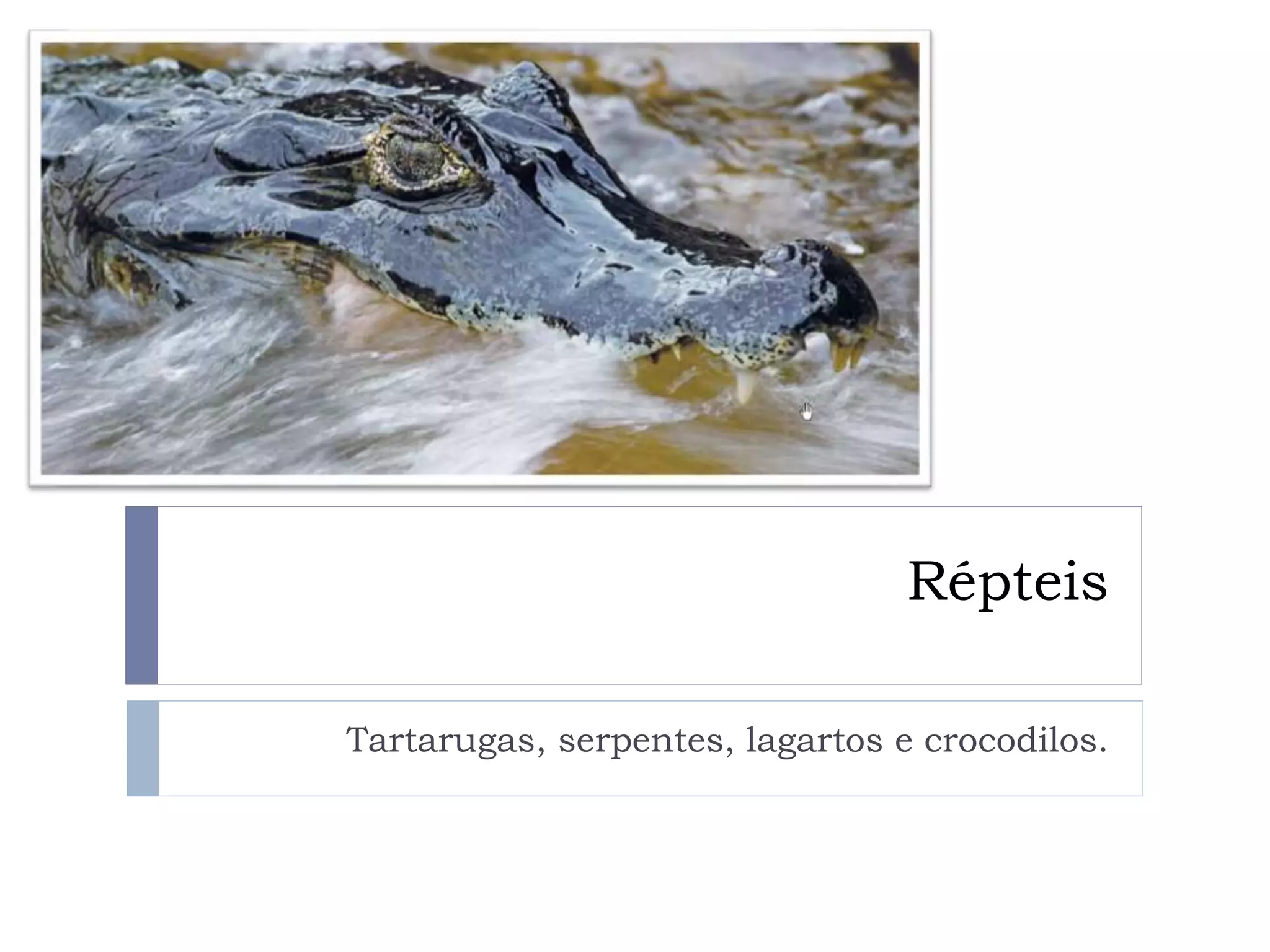 Répteis
Tartarugas, serpentes, lagartos e crocodilos.