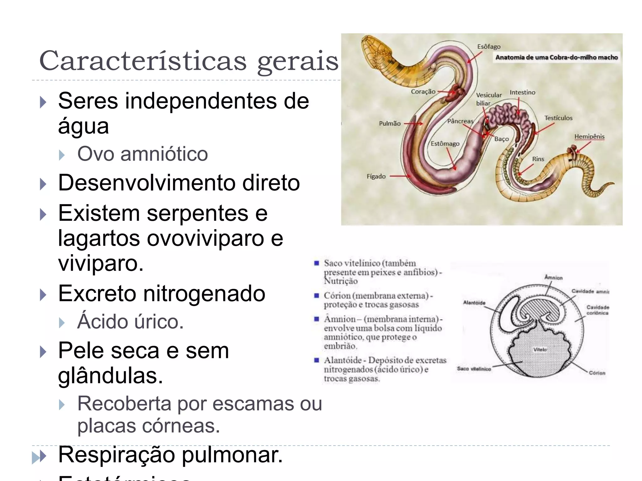 Características gerais
Seres independentes de
água
Ovo amniótico
Desenvolvimento direto
Existem serpentes e
lagartos ovoviviparo e
viviparo.
Excreto nitrogenado
Ácido úrico.
Pele seca e sem
glândulas.
Recoberta por escamas ou
placas córneas.
Respiração pulmonar.