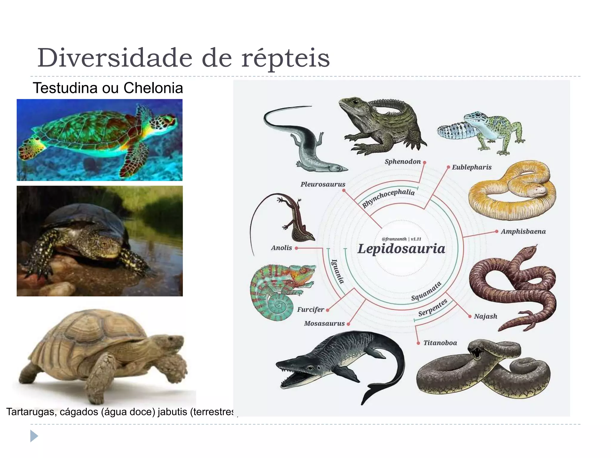 Diversidade de répteis
Testudina ou Chelonia
Tartarugas, cágados (água doce) jabutis (terrestres)