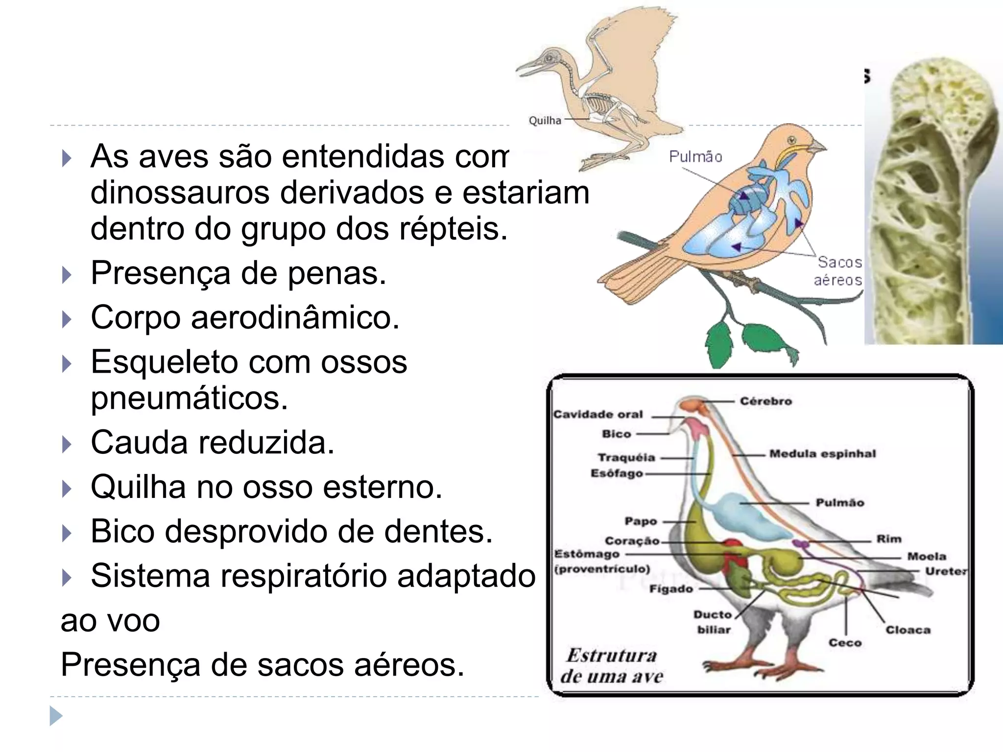  As aves são entendidas como
dinossauros derivados e estariam
dentro do grupo dos répteis.
Presença de penas.
Corpo aerodinâmico.
Esqueleto com ossos
pneumáticos.
Cauda reduzida.
Quilha no osso esterno.
Bico desprovido de dentes.
Sistema respiratório adaptado
ao voo
Presença de sacos aéreos.