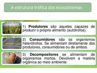 A estrutura trófica dos ecossistemas
 