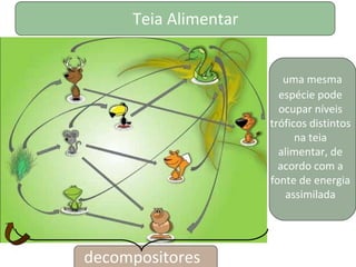 Teia Alimentar
decompositores
uma mesma
espécie pode
ocupar níveis
tróficos distintos
na teia
alimentar, de
acordo com a
fonte de energia
assimilada
 