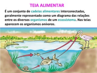 TEIA ALIMENTAR
É um conjunto de cadeias alimentares interconectadas,
geralmente representado como um diagrama das relações
entre os diversos organismos de um ecossistema. Nas teias
aparecem os organismos onívoros.
 