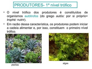 • O nível trófico dos produtores é constituídos de
organismos autótrofos (do grego autós: por si próprio+
trophé: nutrir).
• Em razão dessa característica, os produtores podem iniciar
a cadeia alimentar e, por isso, constituem o primeiro nível
trófico.
plantas
algas
PRODUTORES- 1º nível trófico
 