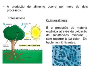 • A produção do alimento ocorre por meio de dois
processos:
Quimiossíntese:
É a produção de matéria
orgânica através da oxidação
de substâncias minerais ,
sem recorrer à luz solar . Ex:
bactérias nitrificantes.
Fotossíntese
 