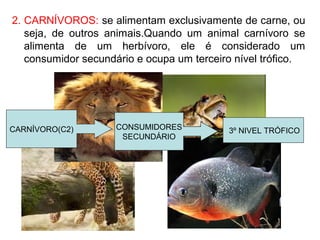 2. CARNÍVOROS: se alimentam exclusivamente de carne, ou
seja, de outros animais.Quando um animal carnívoro se
alimenta de um herbívoro, ele é considerado um
consumidor secundário e ocupa um terceiro nível trófico.
CARNÍVORO(C2) CONSUMIDORES
SECUNDÁRIO
3º NIVEL TRÓFICO
 