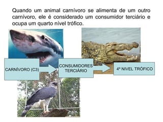 Quando um animal carnívoro se alimenta de um outro
carnívoro, ele é considerado um consumidor terciário e
ocupa um quarto nível trófico.
CARNÍVORO (C3)
CONSUMIDORES
TERCIÁRIO 4º NIVEL TRÓFICO
 