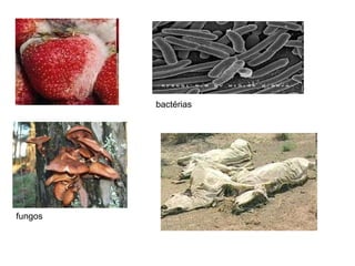fungos
bactérias
 