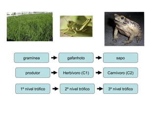 gramínea gafanhoto sapo
produtor Herbívoro (C1) Carnívoro (C2)
1º nível trófico 2º nível trófico 3º nível trófico
 