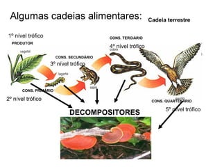 Algumas cadeias alimentares:
PRODUTOR
CONS. PRIMÁRIO
CONS. SECUNDÁRIO
CONS. TERCIÁRIO
CONS. QUARTENÁRIO
DECOMPOSITORES
Cadeia terrestre
1º nível trófico
3º nível trófico
4º nível trófico
5º nível trófico
2º nível trófico
 