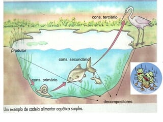produtor
cons. primário
cons. secundário
cons. terciário
decompositores
 