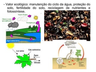 - Valor ecológico: manutenção do ciclo da água, proteção do
solo, fertilidade do solo, reciclagem de nutrientes e
fotossíntese.
 