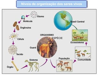 Níveis de organização dos seres vivos
ESPÉCIE
 